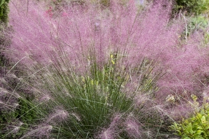 Grass Muhlenbergia 'Undaunted' New 2023